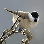 Marsh Tit