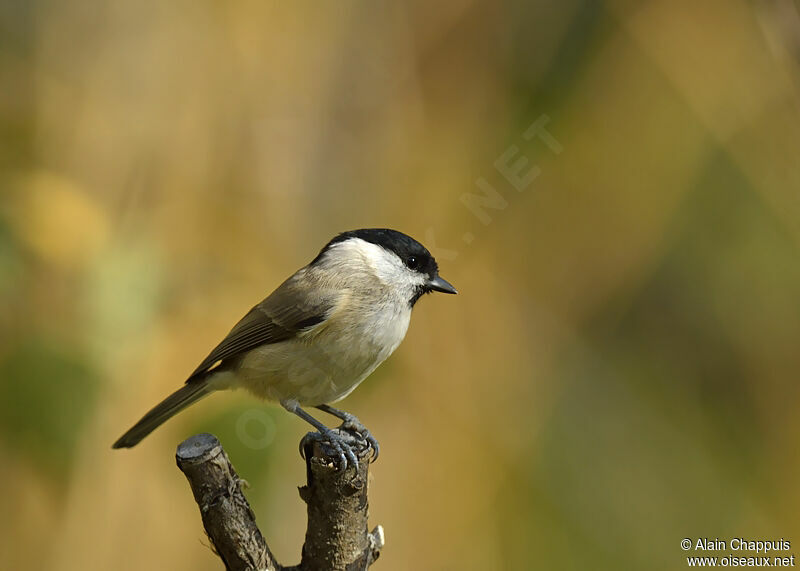 Mésange nonnetteadulte, identification, Comportement