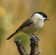 Marsh Tit