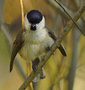 Marsh Tit