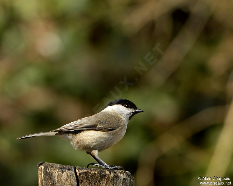 Mésange nonnetteadulte, identification, Comportement