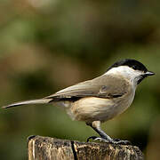 Marsh Tit