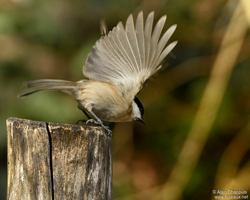 Marsh Titadult, identification, Flight, Behaviour