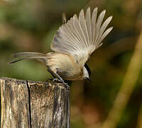 Marsh Tit