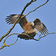 Black Kite