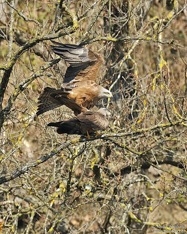 Black Kite adult, identification, Reproduction-nesting, Behaviour