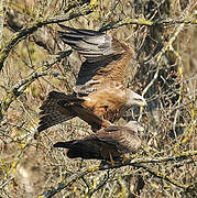 Black Kite