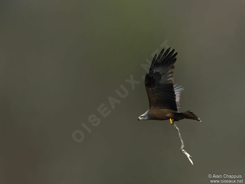 Black Kiteadult, identification, Flight, Reproduction-nesting