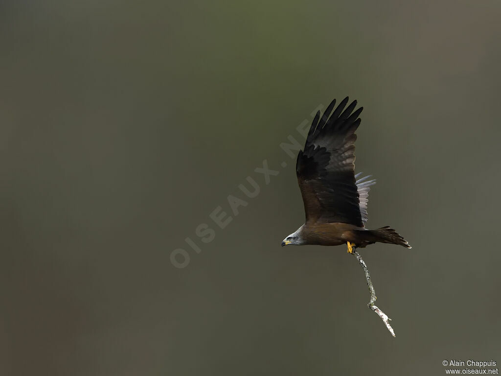 Black Kiteadult, identification, Flight, Reproduction-nesting