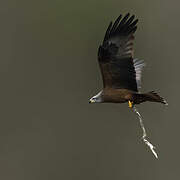 Black Kite