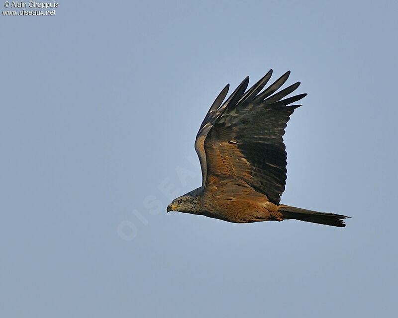 Black Kiteadult, Flight