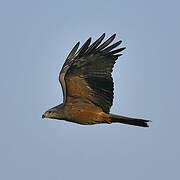 Black Kite