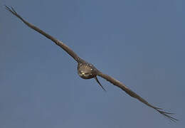 Black Kite