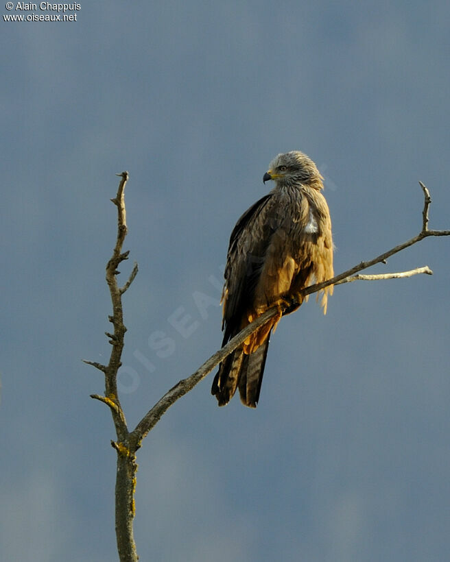 Black Kiteadult, identification, Behaviour