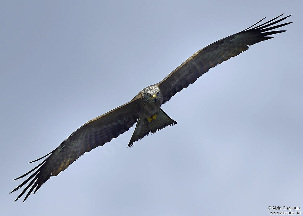 Black Kiteadult, identification, Flight, Behaviour