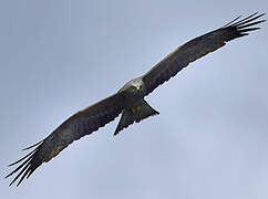 Black Kite