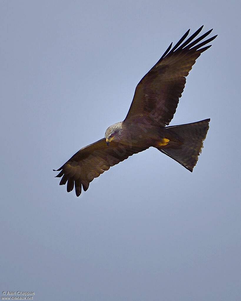 Black Kiteadult, Flight