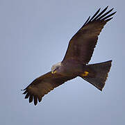 Black Kite