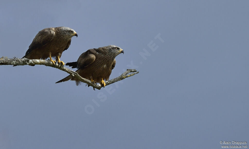 Black Kite adult, identification, Reproduction-nesting, Behaviour