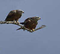 Black Kite