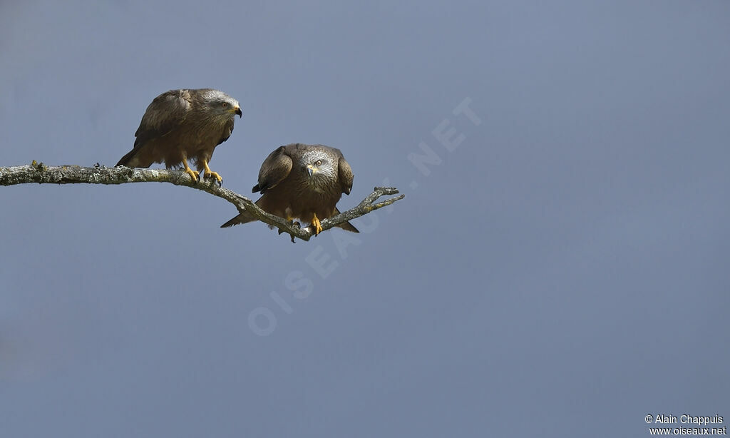 Black Kite adult, identification, Reproduction-nesting, Behaviour