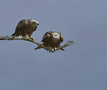 Black Kite