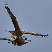 Black Kite