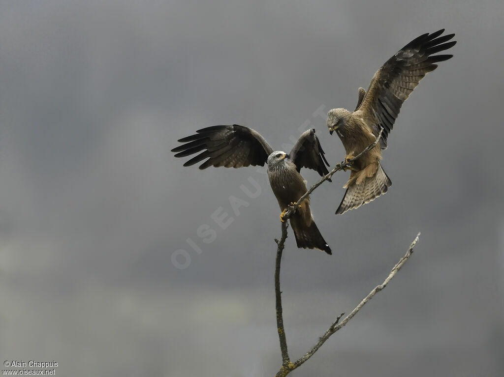 Black Kiteadult breeding