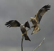 Black Kite