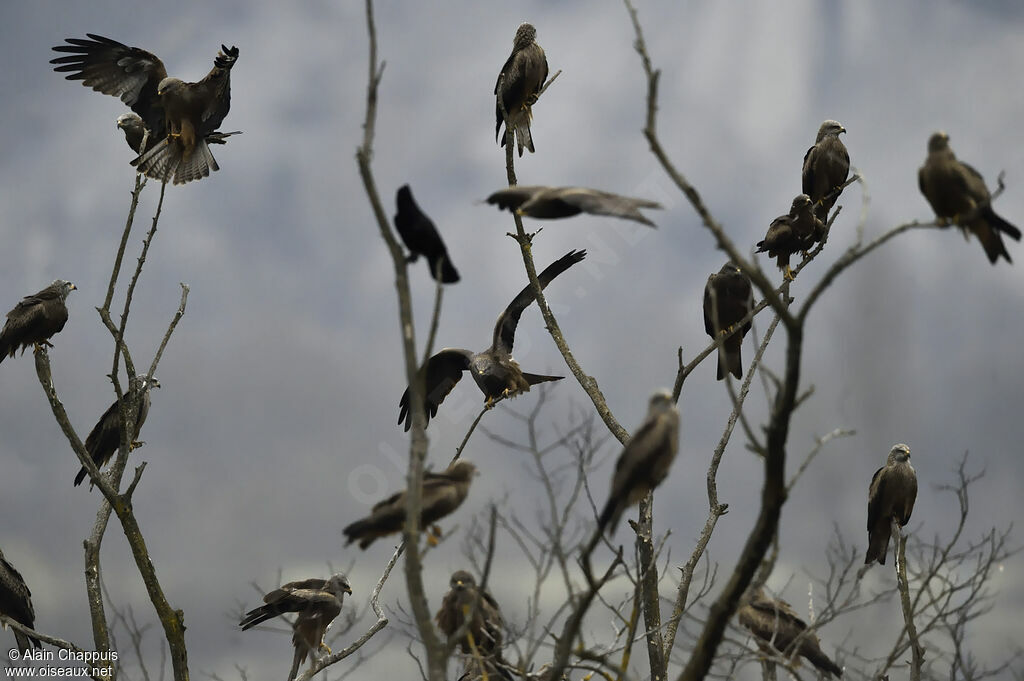 Black Kiteadult breeding, habitat