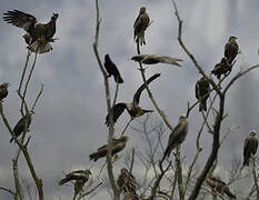 Black Kite