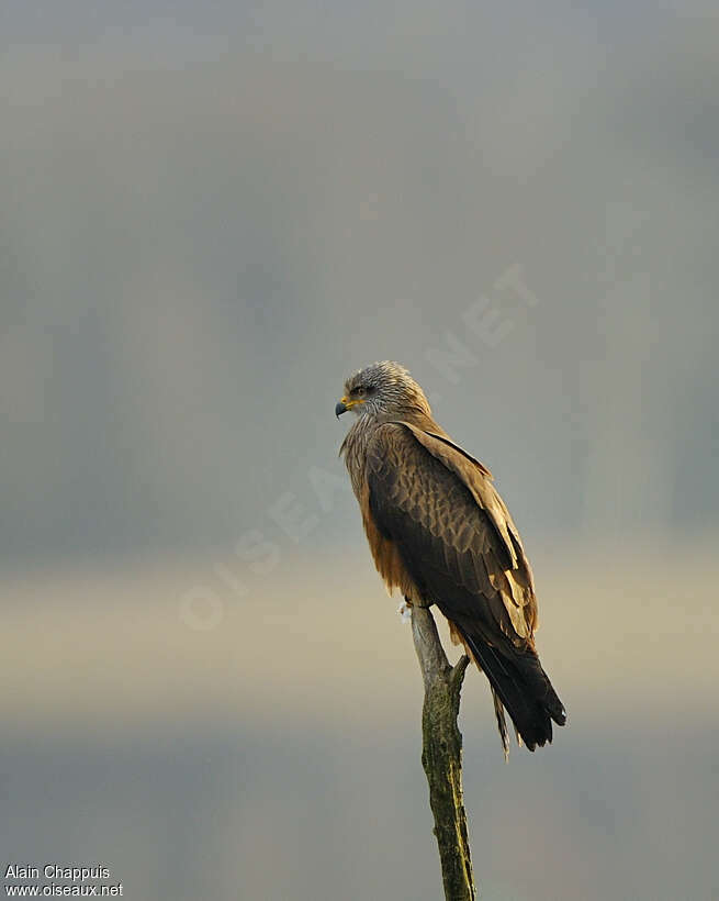 Black Kiteadult, identification