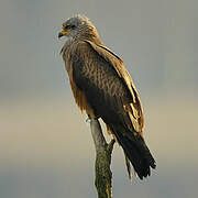 Black Kite