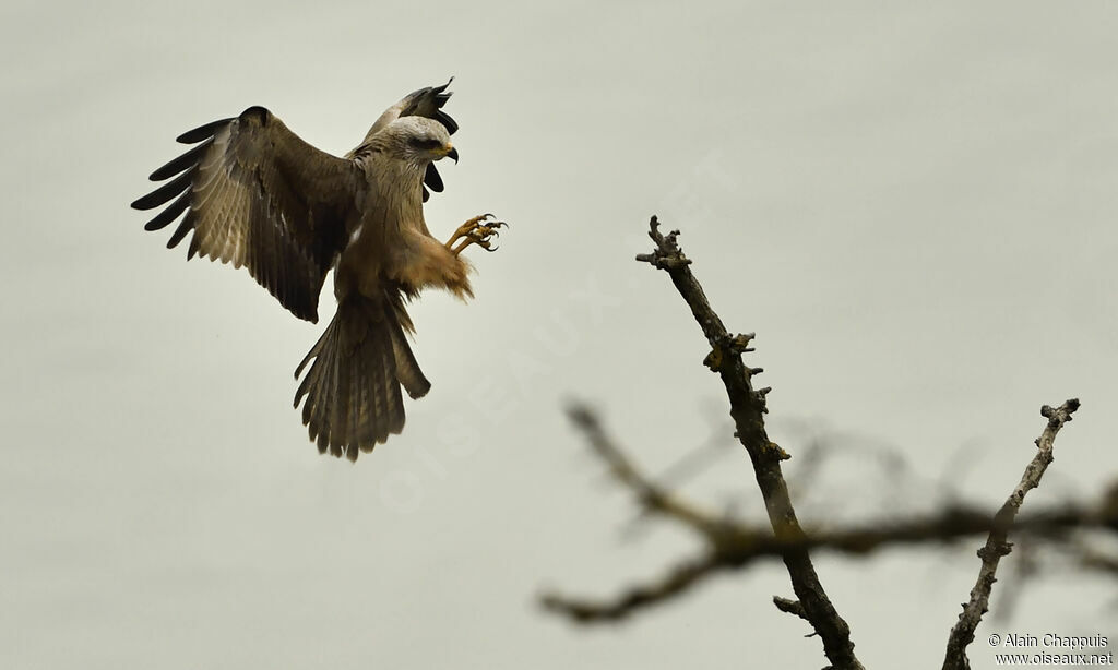 Black Kiteadult, identification, close-up portrait, Flight