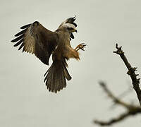 Black Kite