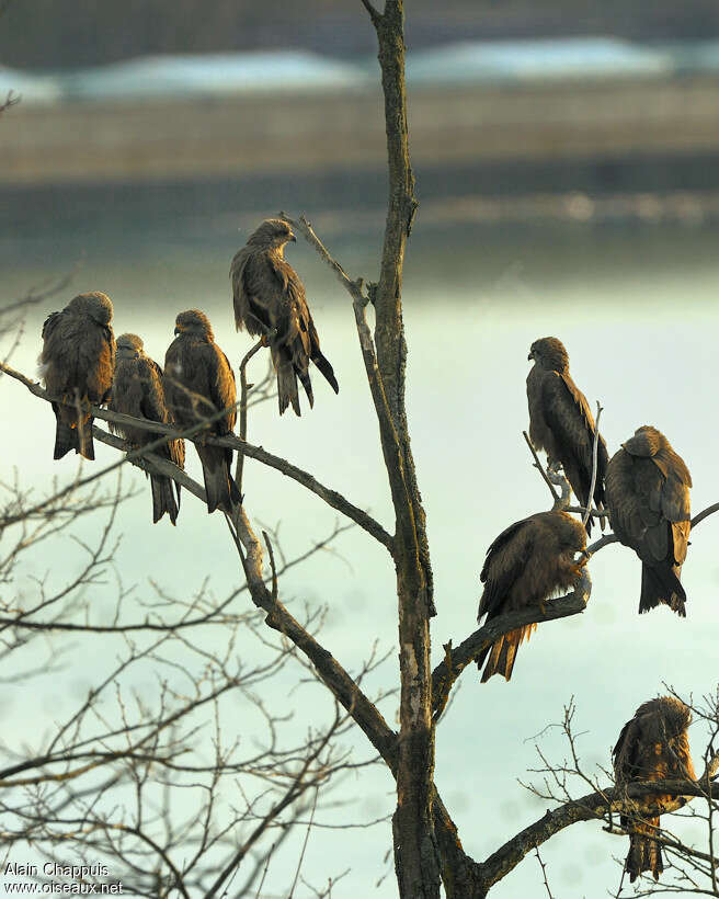 Black Kite, Behaviour