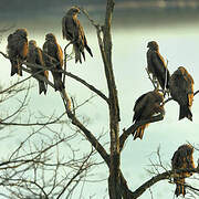 Black Kite