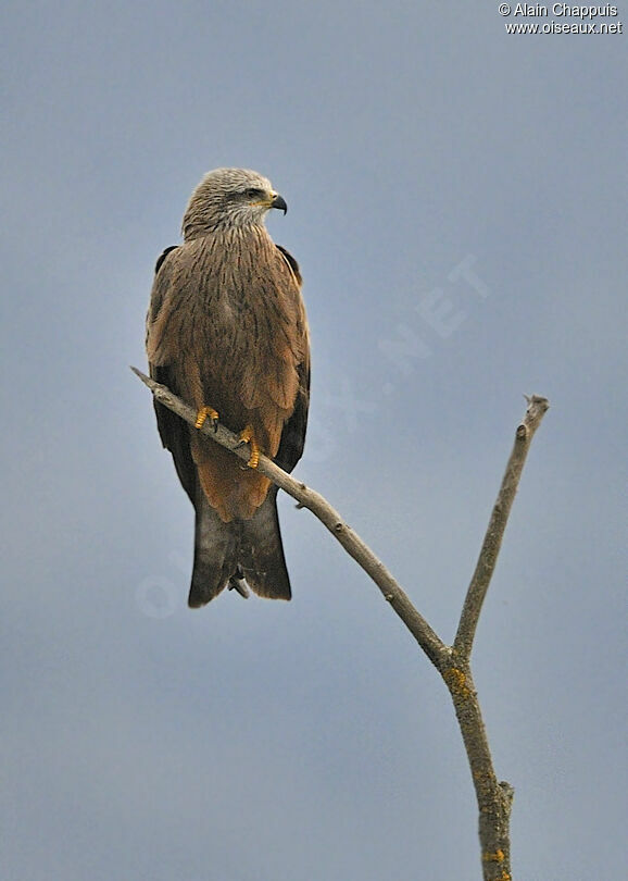 Black Kiteadult, identification, Behaviour