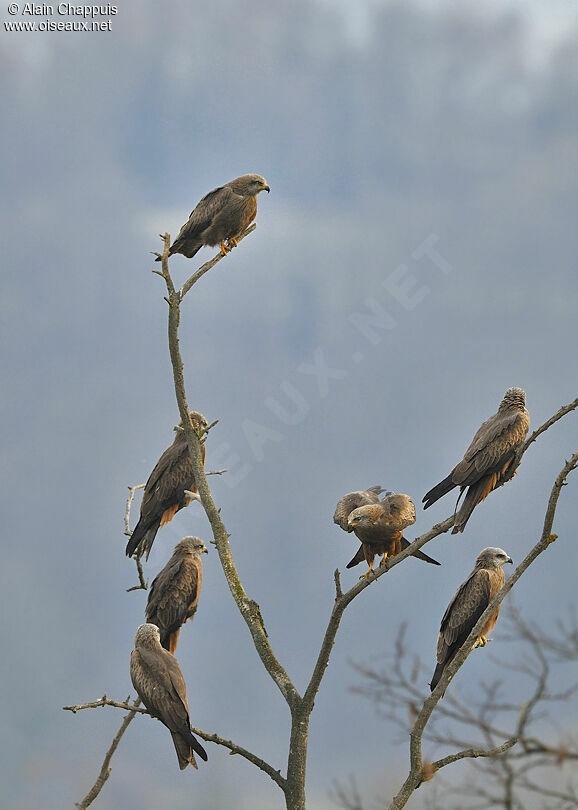 Black Kiteadult, identification, Behaviour