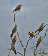 Black Kite