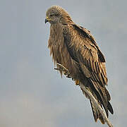 Black Kite