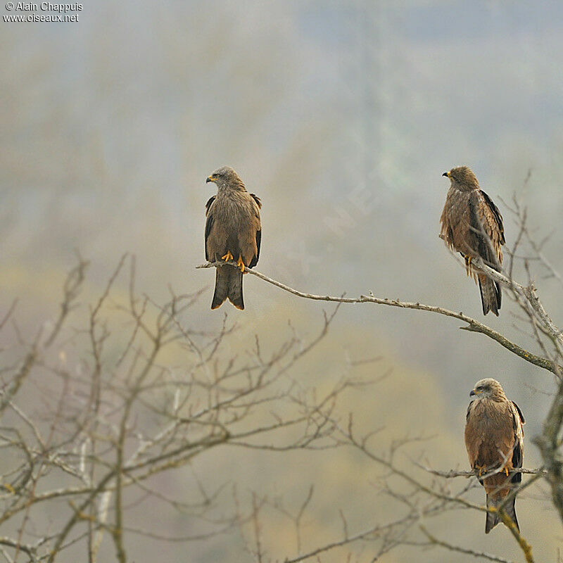 Black Kiteadult, identification, Behaviour