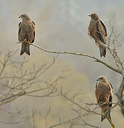 Black Kite