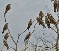 Black Kite