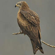 Black Kite