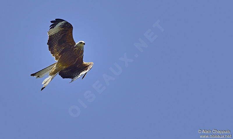 Red Kiteadult, identification, Flight, Behaviour