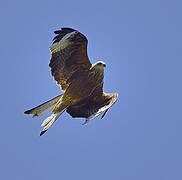 Red Kite