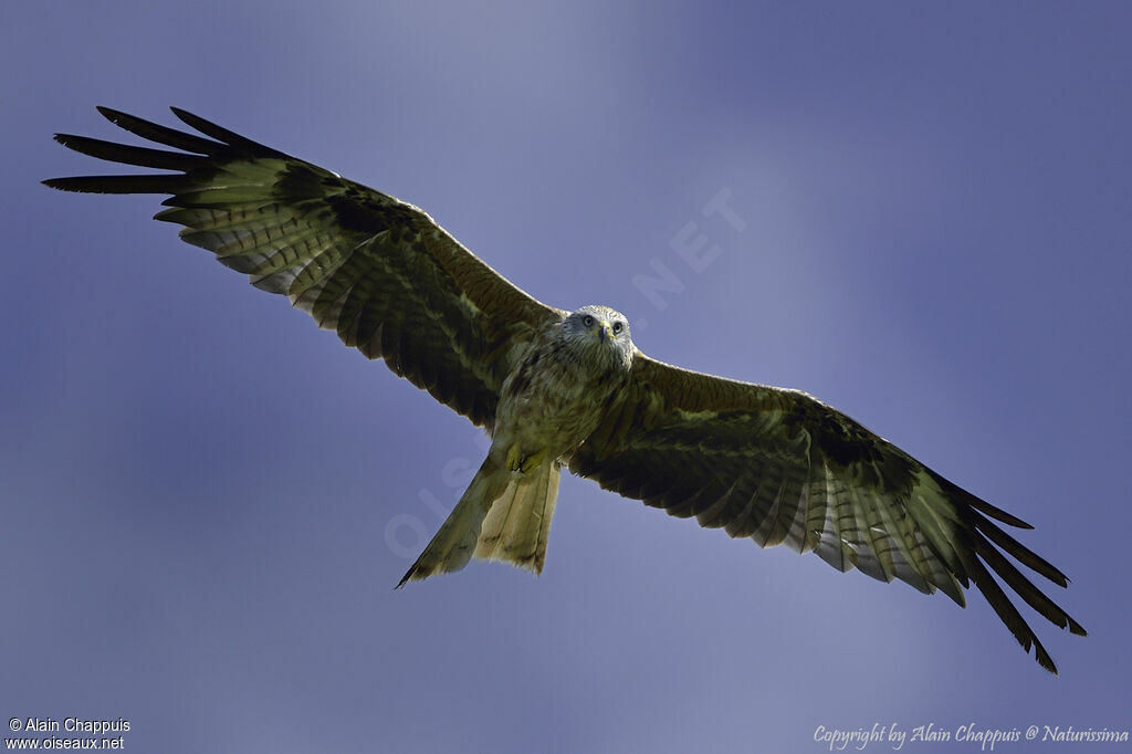 Red Kiteadult, identification, close-up portrait, Flight