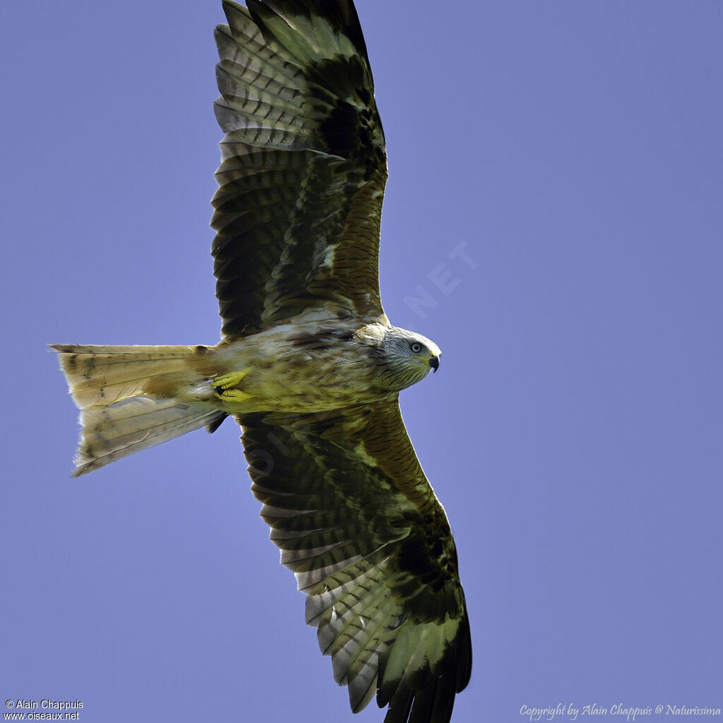 Red Kiteadult, identification, close-up portrait, Flight