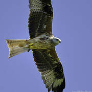 Red Kite